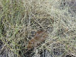 Brown desert mouse in amongst pale yellow spinifex grass