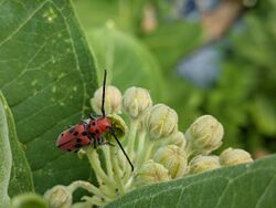 Red Milkweed Beetle (Tetraopes tetrophthalmus) Consuming Common Milkweed Flower.jpg