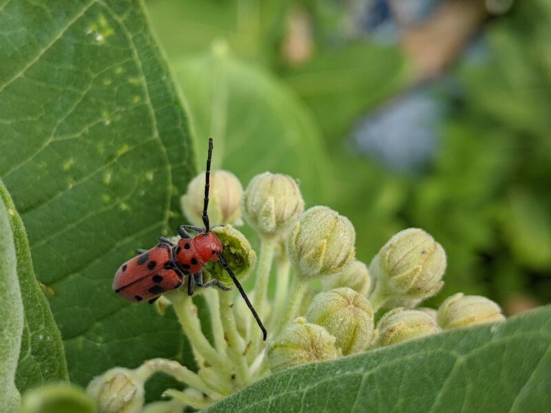 File:Red Milkweed Beetle (Tetraopes tetrophthalmus) Consuming Common Milkweed Flower.jpg