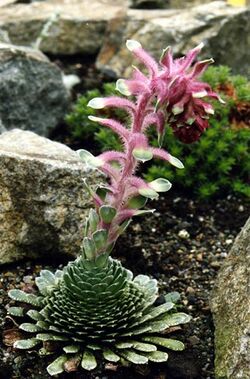 Saxifraga grisebachii.jpg