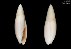 Scabricola newcombii irisae (MNHN-IM-2000-27086).jpeg