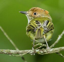 Scale-crested Pygmy-Tyrant 2.jpg