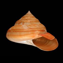 Seashell Bayerotrochus boucheti.jpg