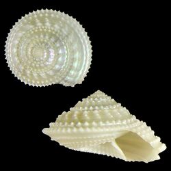 Seashell Calliotropis virginiae.jpg