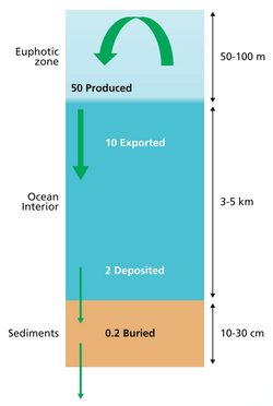Simplified budget of carbon flows in the ocean.png