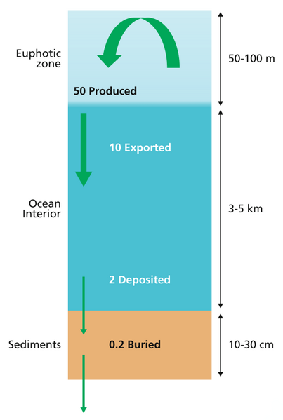 File:Simplified budget of carbon flows in the ocean.png