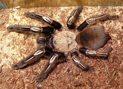 Skeleton tarantula.jpg