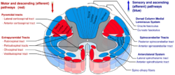 Drawing of cross-section of the spinal cord