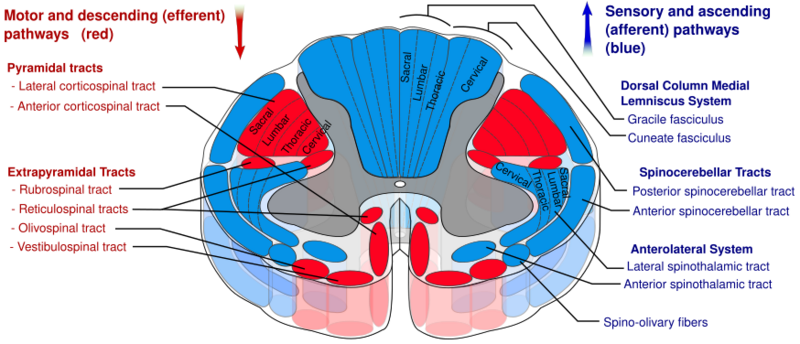 File:Spinal cord tracts - English.svg