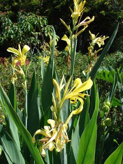 Starr 071024-0184 Canna glauca.jpg