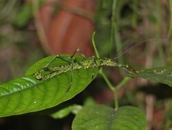 Stick insect (Aschiphasma annulipes) ( just one shot, and then it flew away …) (15340003567).jpg