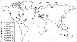 Stygiellidae distribution map 2015.jpg