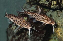 Synodontis-grandiops-MW-003b.jpg