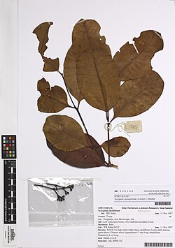 Syzygium clusiaefolium (A.Gray) C.Mueller (AM AK356168).jpg