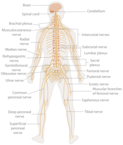 TE-Nervous system diagram.svg