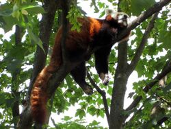 A red panda lies sleeping on a high branch of a tree, with tail stretched out behind and legs dangling on each side of the branch