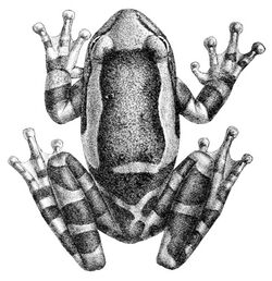 Trachycephalus coriaceus.jpg