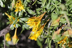 Tropaeolum myriophyllum (28326264704).jpg