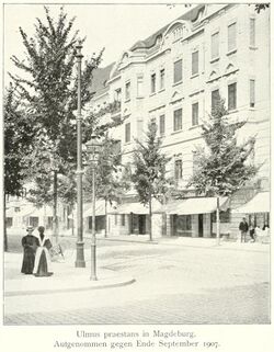 Ulmus × hollandica 'Superba', Magdeburg September 1907.jpg