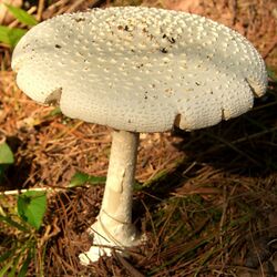 White Fly-Agaric mature.jpg