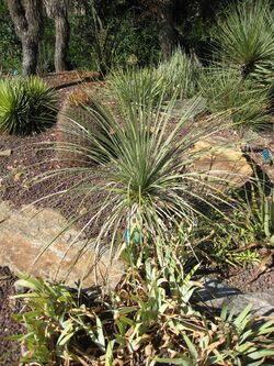 Yucca baileyi.jpg