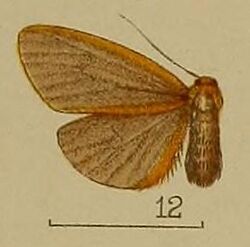 12-Asura fulvimarginata Hampson, 1904.JPG