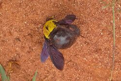 A Dead carpenter bee (Xylocopa pubescens).jpg