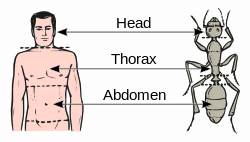 Abdomen-head-thorax-en.svg