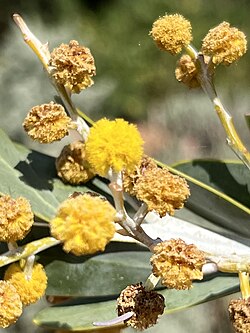 Acacia cretacea.jpg