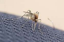 Aedes camptorhynchus.jpg