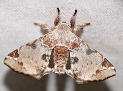 Apatelodid Moth (Apatelodes nina) (27174421318).jpg