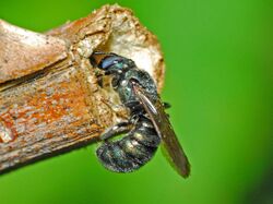 Apidae - Ceratina cyanea-001.JPG