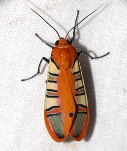 Arctiid Moth (Gorgonidia whitfordi) (40302395611).jpg