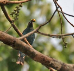 Asian Fairy Bluebird (Irena puella) feeding on Peepal (Ficus religiosa) at Jayanti, Duars, WB W Picture 437.jpg