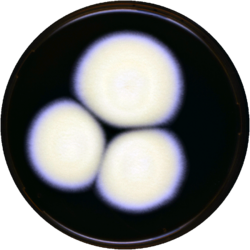 Aspergillus nutans meaox.png