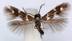 Aspilanta voraginella male.png