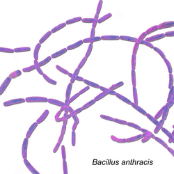 Bacillus Anthracis.png