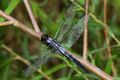 Bar-winged Skimmer (male) - Libellula axilena, Bles Park, Ashburn, Virginia - 7680753076.jpg