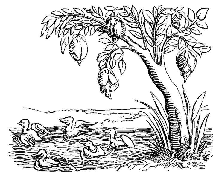 File:Barnacle Geese Fac simile of an Engraving on Wood from the Cosmographie Universelle of Munster folio Basle 1552.png