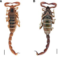 Brachistosternus ehrenbergii (10.3897-evolsyst.3.37464) Figure 7.jpg