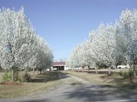 Cultivated Callery pears in flower