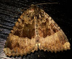 British Moths - Old lady - Mormo maura.jpg