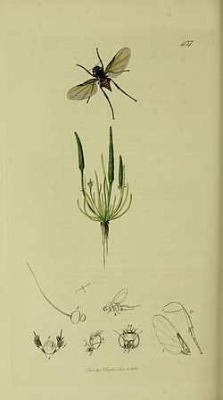 Colour drawing of Diplonevra florescens flying above Myosurus minimus (Little Mouse-tail)