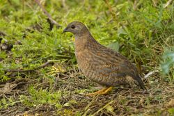 Brown Quail - Atherton - Queensland.jpg