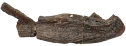 Bulgosuchus holotype.png