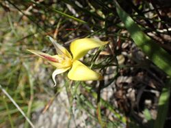 Caladenia flava sylvestris.jpg