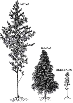 black and white drawing: C. sativa tall, C. indica middle, C. ruderalis small