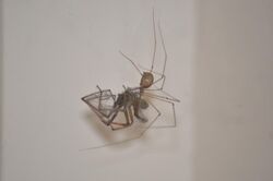 A cellar spider has captured a much more robust looking house spider, by snaring it in its silk. This picture was taken in a domestic setting. The predator spider has noticeably grown in abdomen size whilst the prey appears diminished.