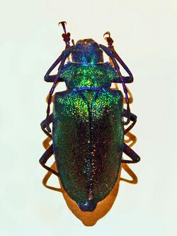 Cerambycidae - Pyrodes nitidus.JPG