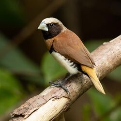 Chestnut-breasted Mannikin 2 - Julatten.jpg